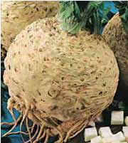 Una nuova perla nella collana delle portate! Sedano Rapa O Sedano Di Verona