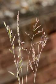 Image result for Danthoniopsis pruinosa