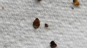 Ces petits envahisseurs résistent énormément aux insecticides et il n'existe aucun produit miracle ni traitement. Une Americaine Meurt Apres Avoir Ete Piquee Par Des Punaises De Lit Une Premiere Lci