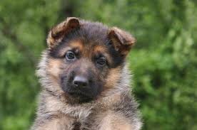 Stay updated about black german shepherd puppies for sale. German Shepherd Puppy Iii Photograph By Sandy Keeton