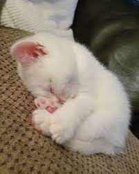Instagram Cute Animals Cute Baby Animals Baby Animals