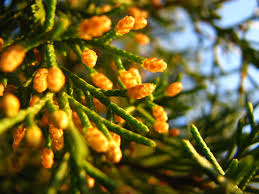 Image result for Cupressaceae