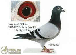 Franz Wilhelm Gonschior Wenden De Beautiful Pigeons With Great Potential Part 1 Pipa
