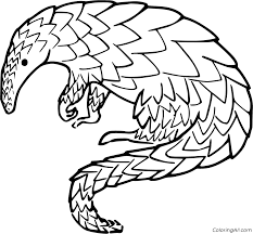 Click here to go to the pangolin pages. Pin On Mammal Coloring Pages