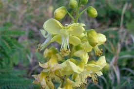 Image result for Caesalpinia decapetala
