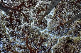 Arbre Timide Feuillage 04 Arbre Feuillage Timidite