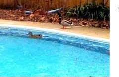 Check spelling or type a new query. How Do I Get Ducks Out Of My Pool