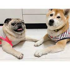 かわいい犬 おしゃれまとめの人気アイデア pinterest mofmo 犬と猫の情報メディア 犬 パグ 柴犬