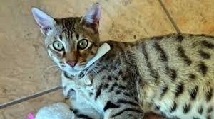 An f3 or an f4 i think is a great place to start when purchasing a savannah kitten, (i do not think i have to go into the hundreds and thousands less they are then f1s & f2s ). We Got An F3 Savannah Cat Ahhhhh So Exotic Youtube