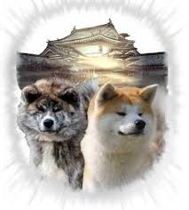 Aikido is very different than boxing or mixed martial arts and is even different from other traditional asian martial arts like karate, taekwondo, judo, jujitsu, or kendo in several ways. Japanische Rassehunde Akita Inu Vom Zuchter Frey