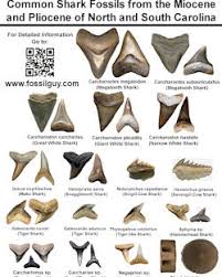 Fossil Identification Sheets New York Maryland Virginia