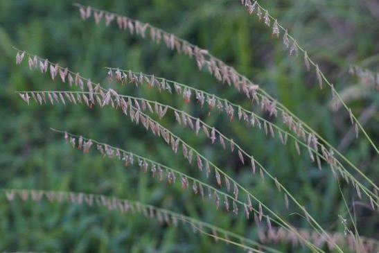 Wild Oats Grama
