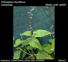 Image result for Orthosiphon thymiflorus
