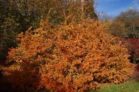 Image result for Polystachya villosa