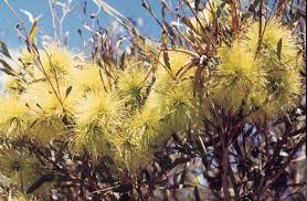 Image result for Grewia inaequilatera