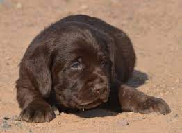 Some of our past pups are featured on our testimonials page with kind words shared from their owners. Chocolate Lab Pups Lab Puppies Labrador For Sale Chocolate Lab