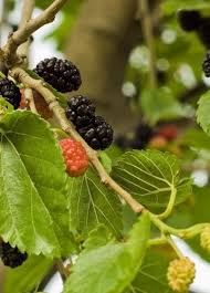 Image result for Morus indica