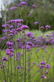 Easy Garden Plants Janetbligh Easy Garden Plants Garden Plants