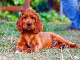 Image result for irský setr