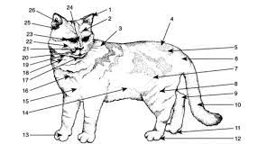 Cat External Anatomy Diagram Quizlet