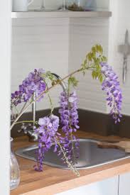 Mysterious Wisteria An Irresistible Flower Goes From Vine To Vase Wisteria Purple Flowers Flowering Vines