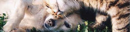 This article is to compare the lost pets statistics for 2019 and 2020. What To Do For A Lost Pet Toronto Humane Society