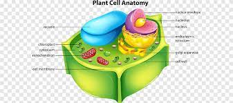 At this point, it should be clear that eukaryotic cells have a more complex structure than do prokaryotic cells. Plant Cell Cel Lula Animal Plant Biology Cell Png Pngegg