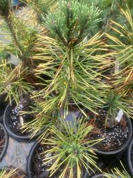 My NESBIT's service (Quality Dentures: Custom Fit Solutions Online From  $289 Order Now)