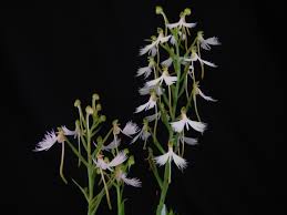Image result for Habenaria arenaria