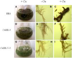 Image result for Crepidorhopalon tenuis