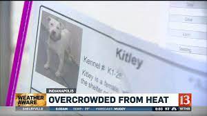 Indianapolis animal care services (iacs) normally adopts cats and dogs for $60. Iacs Hosts Free Adoption Event Addresses Euthanasia Rumors Wthr Com