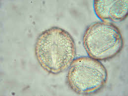 Image result for Colletoecema