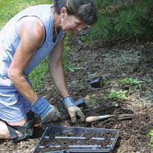 We did not find results for: Planting Ground Covers Finegardening