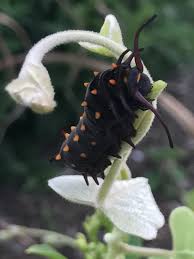 Image result for Aristolochia