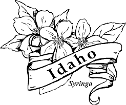 It is a branching shrub growing 3 to 10 feet tall, with clusters of white, fragrant flowers. 50 State Flowers Coloring Pages For Kids Coloring Home
