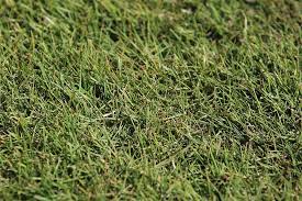 Did You Know Your Zeon Zoysia Grass Needs 1 Of Water Per Week If There S No Rain In The Forecast Your Mowing Height Should Zoysia Grass Mowing Did You Know