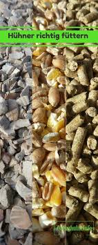Huhner Richtig Futtern Welches Futter Brauche Ich Fur Meine Huhner Was Ist Bei Der Futterung Zu Beachten Tipps Und Infos Z Huhner Futter Huhner Zwerghuhner