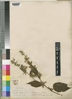 Image result for Triumfetta brachyceras