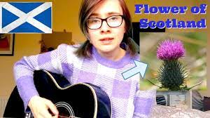 Scotland nature flower flowers plant thistle bloom flora blossom purple. Flower Of Scotland Unofficial National Anthem Of Scotland Youtube