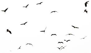 Transparent background hummingbird clip art. Download Full Size Of Flying Bird Transparent Background Png Play