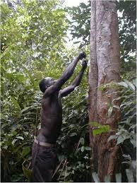 Image result for Pleioceras gilletii