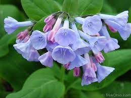 As a result, it will come as no surprise that there are numerous beautiful flowers that bloom in may. Common Spring Wildflowers In Ohio Trekohio