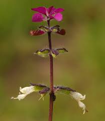 Image result for Syncolostemon bracteosus