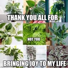 Garden Meme Plant Jokes Plants Green Thumb Humor