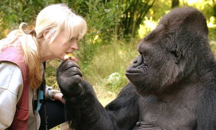 Silverback gorilla in Bwindi
