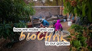 Anthropologists speculate that cooking fires and kitchen debris along with deliberate placing of charcoal in the ground resulted in soils with high fertility and carbon content. How We Make And Use Biochar In Our Vegetable Garden Youtube
