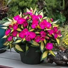 Image result for Impatiens shirensis