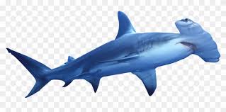 Hammerhead Shark Clipart Transparent Background Hammerhead Shark Transparent Background Hd Png Download 1000x667 2652922 Pngfind Join our monthly membership and download our app! hammerhead shark clipart transparent