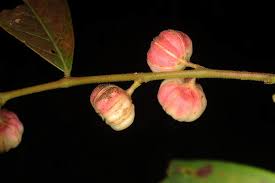 Image result for Heywoodia