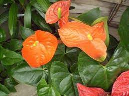 Anthurium Andraeanum Florida Anthurium Orange Flowers Houseplants